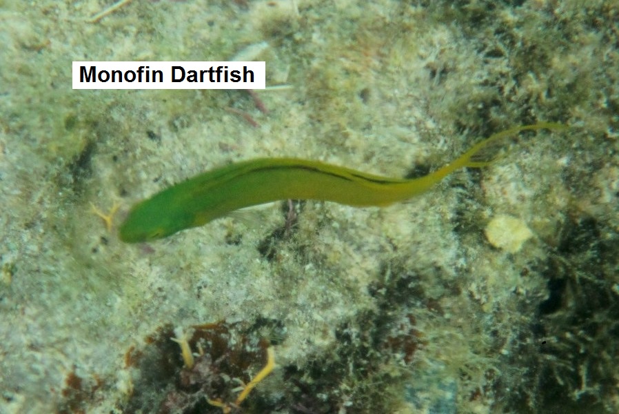 Momofin Dartfish